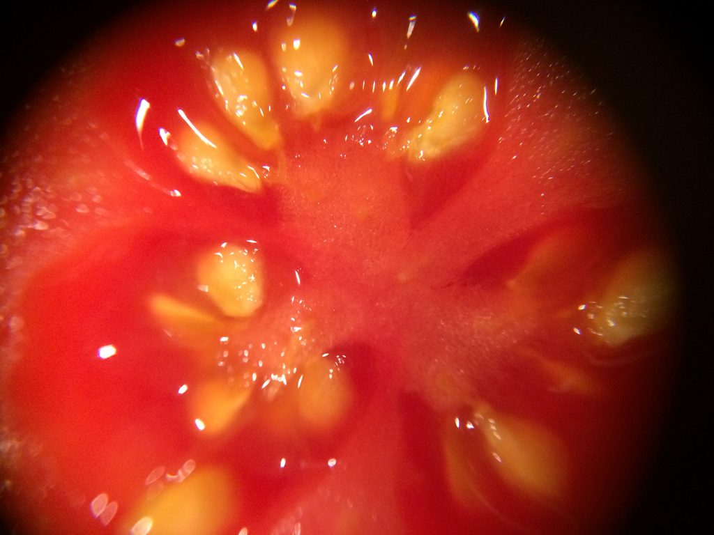 closeup of a tomato